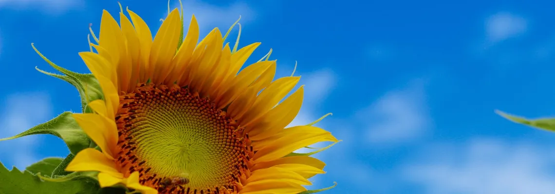 Sonnenblume im Sommer